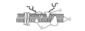 四川高中生物模擬題